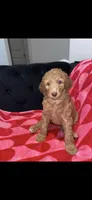 Pink, a female Aussiedoodle for sale in Marietta, GA – 3 of 3