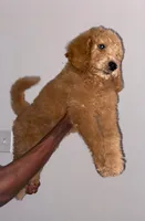Red, a male Aussiedoodle for sale in Marietta, GA – 2 of 3