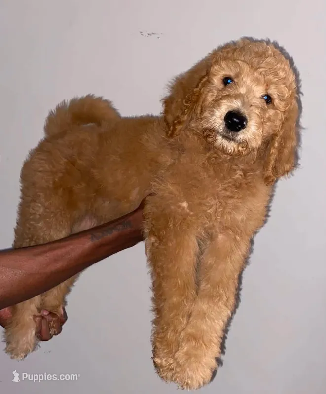 Red – Aussiedoodle puppy for sale in Marietta, GA