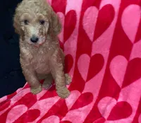 Red, a male Aussiedoodle for sale in Marietta, GA – 3 of 3
