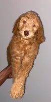 Pink, a female Aussiedoodle for sale in Marietta, GA – 2 of 3