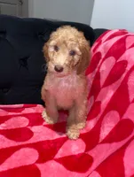 Purple, a female Aussiedoodle for sale in Marietta, GA – 3 of 3