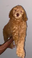 Pink, a female Aussiedoodle for sale in Marietta, GA – 1 of 3