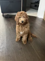 Puppy #4, a male Poodle - Miniature  for sale in Lancaster, CA – 5 of 6