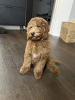 Puppy #4, a male Poodle - Miniature  for sale in Lancaster, CA – 4 of 6