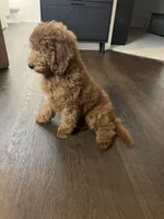 Puppy #4, a male Poodle - Miniature  for sale in Lancaster, CA – 2 of 6
