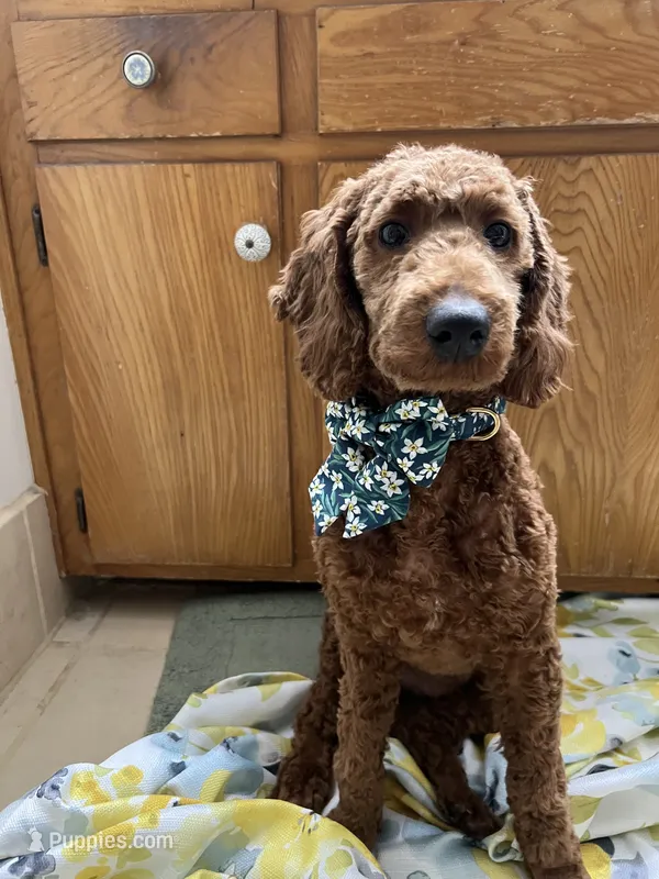 Puppy #2 – Poodle - Miniature  puppy for sale in Lancaster, CA