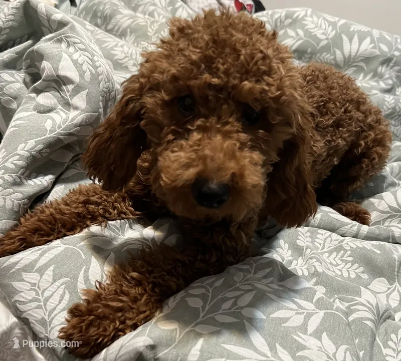 Puppy #3 – Poodle - Miniature  puppy for sale in Lancaster, CA