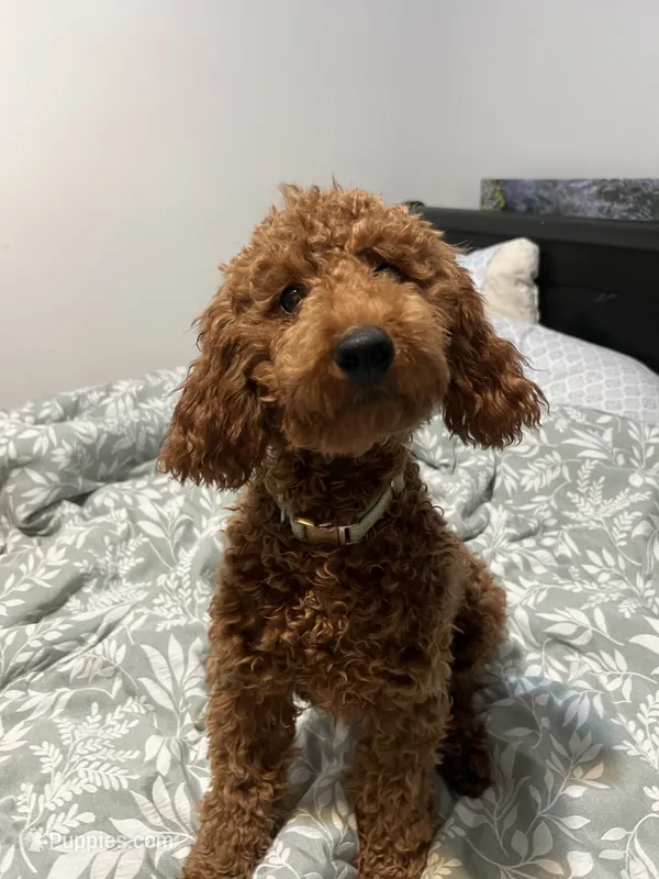 Puppy #1 – Poodle - Miniature  puppy for sale in Lancaster, CA
