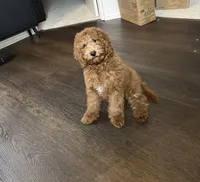Puppy #4, a male Poodle - Miniature  for sale in Lancaster, CA – 3 of 6
