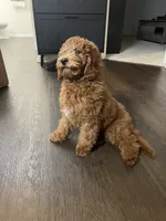 Puppy #4, a male Poodle - Miniature  for sale in Lancaster, CA – 6 of 6