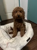 Puppy #2, a female Poodle - Miniature  for sale in Lancaster, CA – 1 of 1