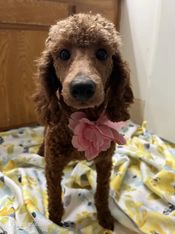 Puppy #3 – Poodle - Miniature  puppy for sale in Lancaster, CA