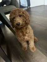 Puppy #4, a male Poodle - Miniature  for sale in Lancaster, CA – 1 of 6