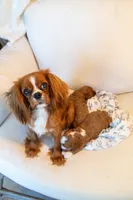 Ash, a male Cavapoo for sale in Auburn, IN – 6 of 6