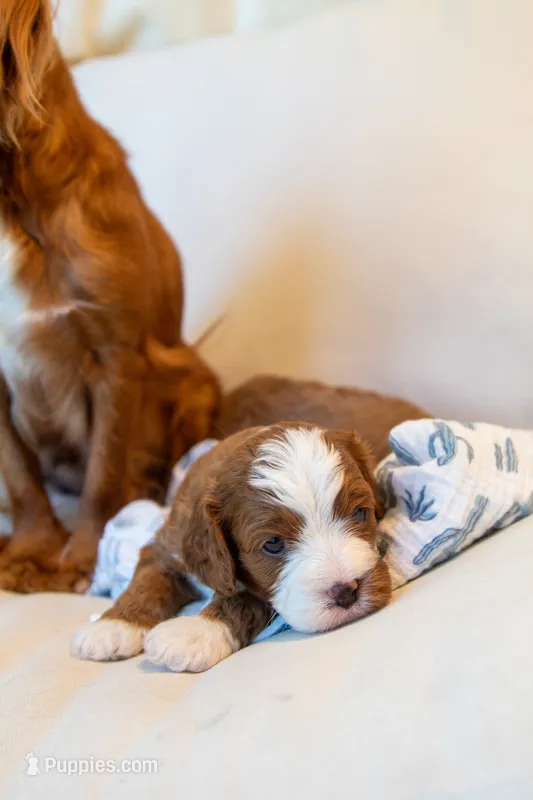 Oliver – Cavapoo puppy for sale in Auburn, IN