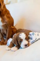Oliver, a male Cavapoo for sale in Auburn, IN – 1 of 6