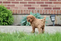 Ash , a male Cavapoo for sale in Auburn, IN – 5 of 7
