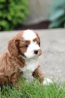 Oliver, a male Cavapoo for sale in Auburn, IN – 2 of 7