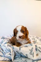 Oliver, a male Cavapoo for sale in Auburn, IN – 2 of 6