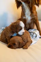 Ash, a male Cavapoo for sale in Auburn, IN – 5 of 6