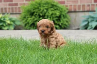 Ash , a male Cavapoo for sale in Auburn, IN – 4 of 7