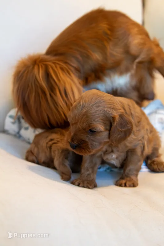 Ash – Cavapoo puppy for sale in Auburn, IN