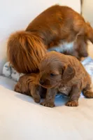 Ash, a male Cavapoo for sale in Auburn, IN – 1 of 6