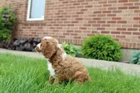 Oliver, a male Cavapoo for sale in Auburn, IN – 6 of 7