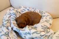 Ash, a male Cavapoo for sale in Auburn, IN – 3 of 6