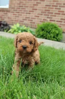 Ash , a male Cavapoo for sale in Auburn, IN – 3 of 7