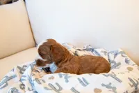 Oliver, a male Cavapoo for sale in Auburn, IN – 3 of 6
