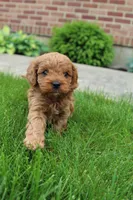 Ash , a male Cavapoo for sale in Auburn, IN – 6 of 7