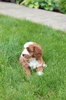 Oliver, a male Cavapoo for sale in Auburn, IN – 4 of 7