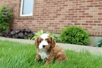 Oliver, a male Cavapoo for sale in Auburn, IN – 5 of 7