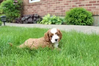 Oliver, a male Cavapoo for sale in Auburn, IN – 7 of 7
