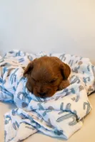 Ash, a male Cavapoo for sale in Auburn, IN – 2 of 6