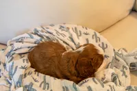 Oliver, a male Cavapoo for sale in Auburn, IN – 4 of 6