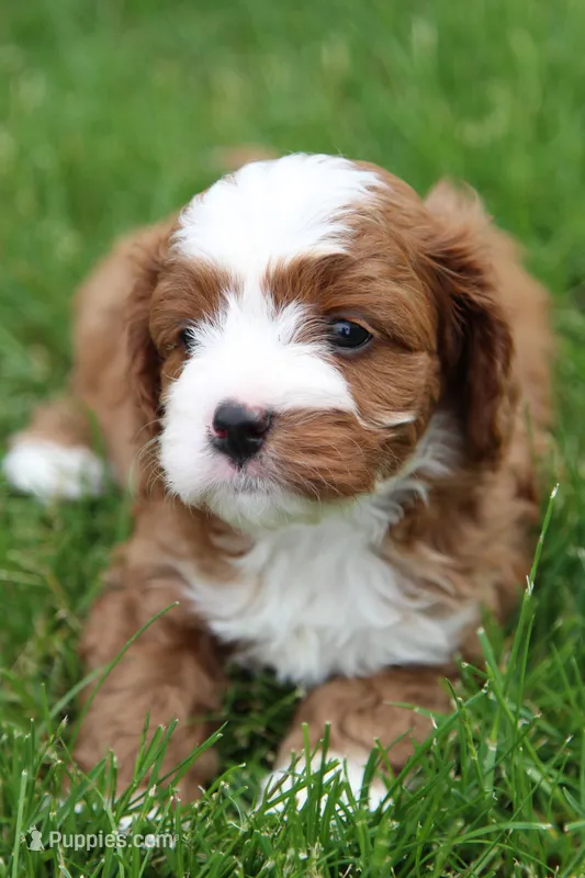 Oliver – Cavapoo puppy for sale in Auburn, IN
