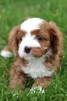 Oliver, a male Cavapoo for sale in Auburn, IN – 1 of 7