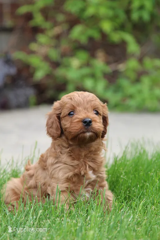 Ash  – Cavapoo puppy for sale in Auburn, IN