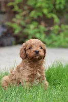 Ash , a male Cavapoo for sale in Auburn, IN – 1 of 7