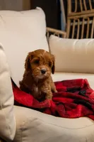 Chloe, a female Cavapoo for sale in Auburn, IN – Photo 1 of 6