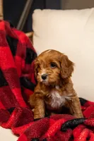 Chloe, a female Cavapoo for sale in Auburn, IN – Photo 2 of 6