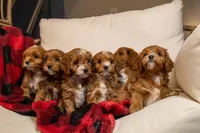 Chloe, a female Cavapoo for sale in Auburn, IN – Photo 6 of 6
