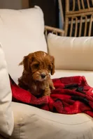 Chloe, a female Cavapoo for sale in Auburn, IN – Photo 3 of 6