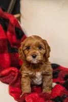 Chloe, a female Cavapoo for sale in Auburn, IN – Photo 5 of 6