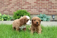 Ash , a male Cavapoo for sale in Auburn, IN – 7 of 7