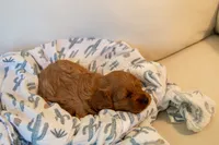Ash, a male Cavapoo for sale in Auburn, IN – 4 of 6