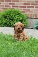 Ash , a male Cavapoo for sale in Auburn, IN – 2 of 7